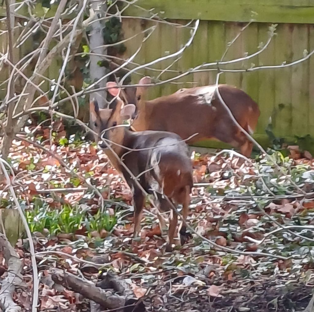 Muntjac deer