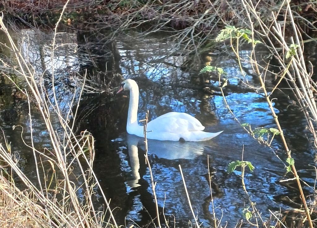 Mute swan