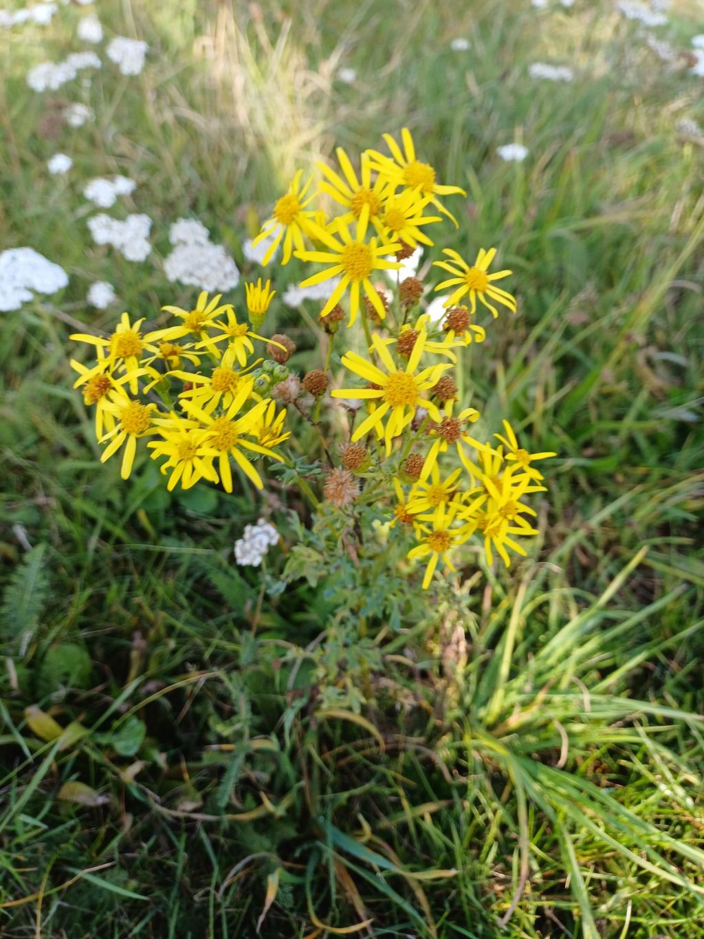 Common Ragwort