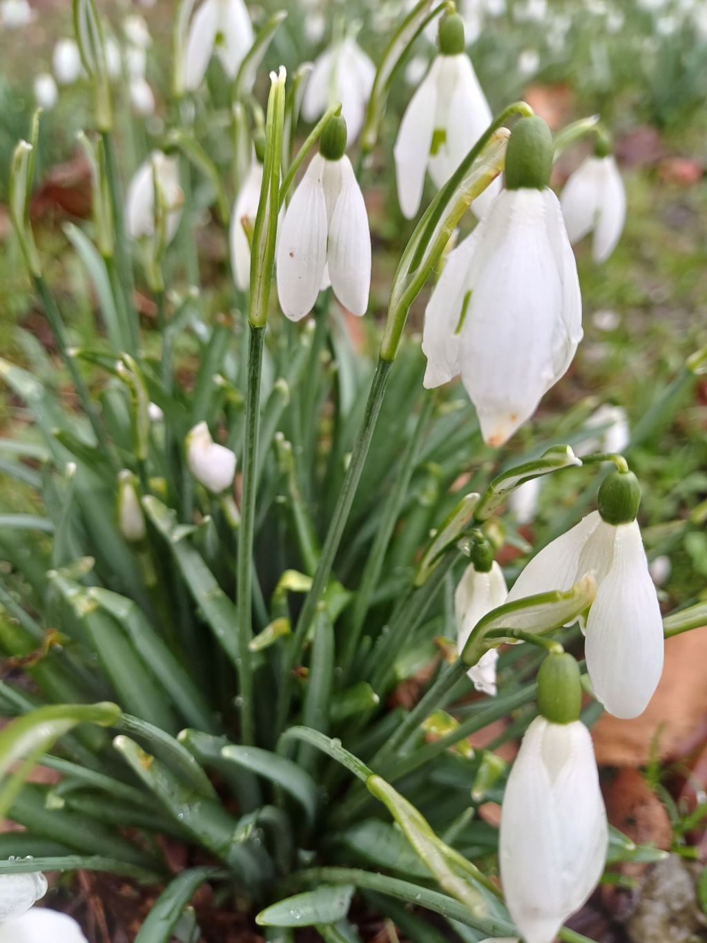 Snowdrop
