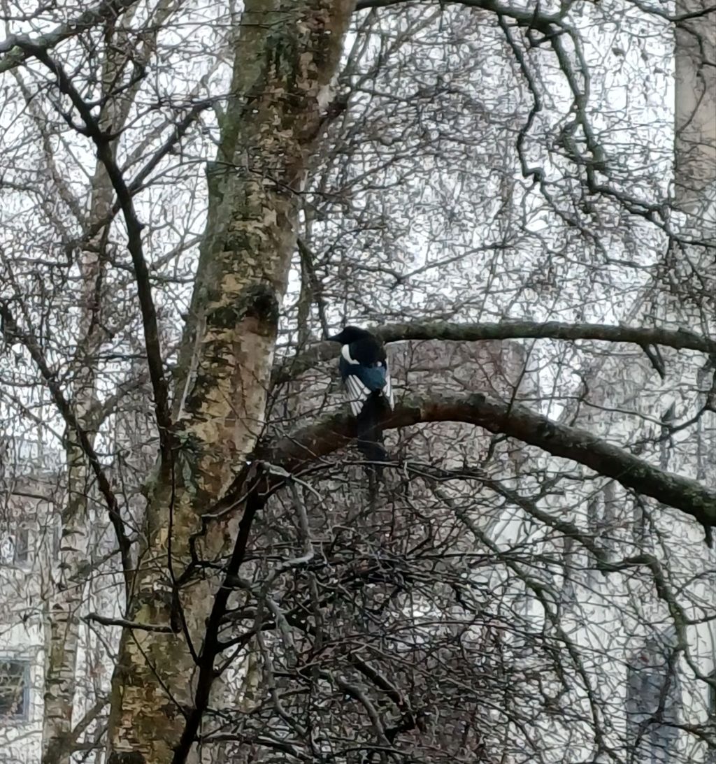 Eurasian Magpie
