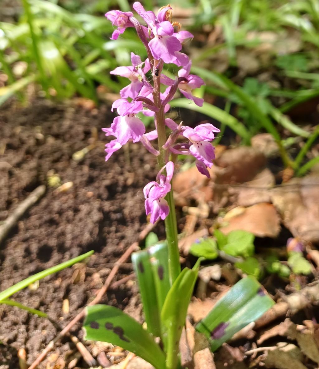 Early Purple Orchid